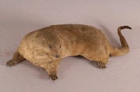 水獺藏品圖，第6張